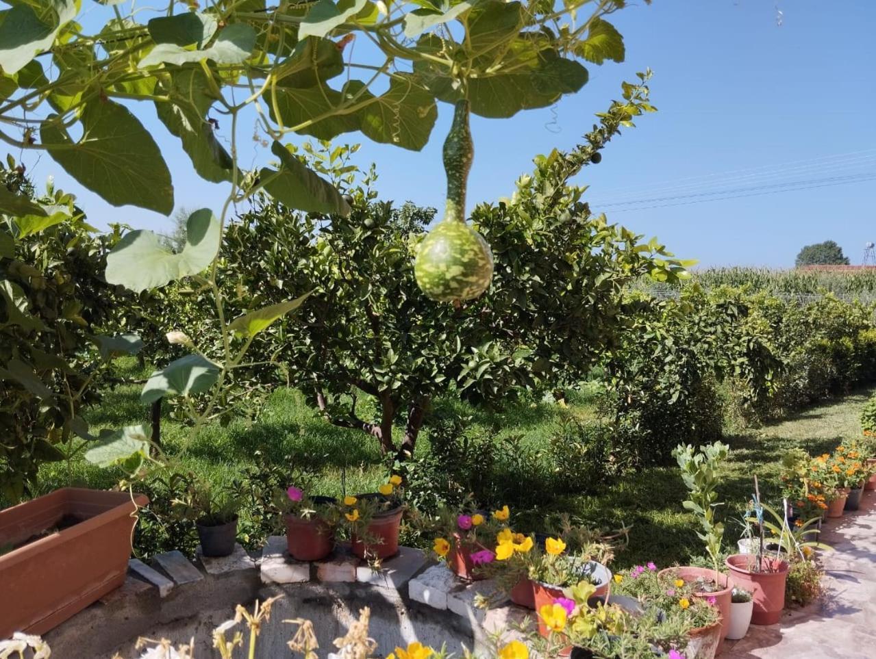 The Garden Guest House Divjake Buitenkant foto