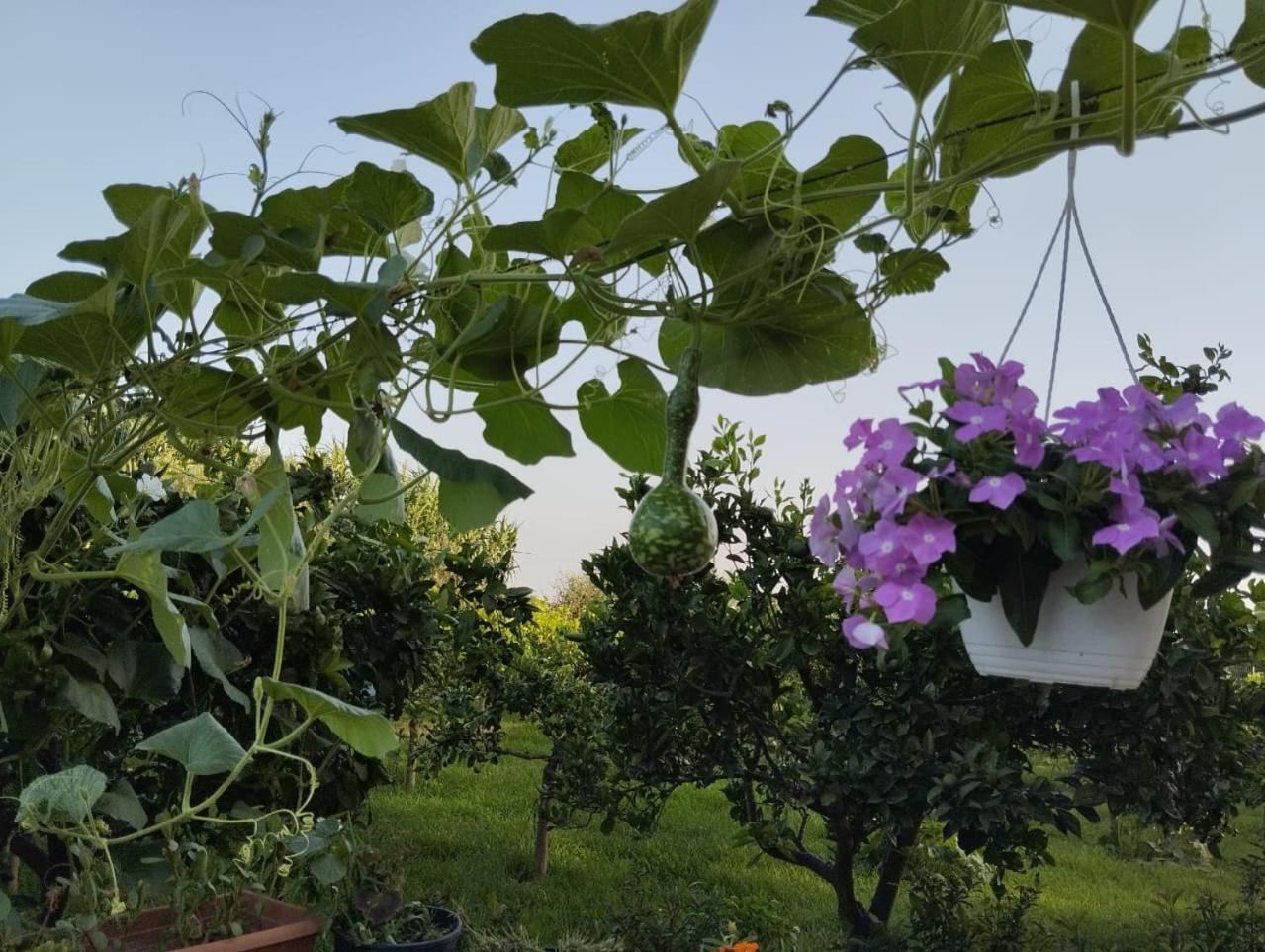 The Garden Guest House Divjake Buitenkant foto